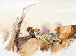 Cheetahs Resting - GH015