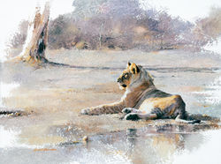Young Lion in the morning - GH022 - Costa - Dini Condy