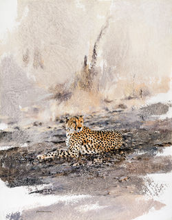 Cheetah - GH004