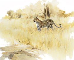 Leopard- GH018