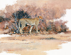 Cheetah Confidence - GH021 - Dini Condy