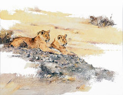 2 Young Lions - GH012