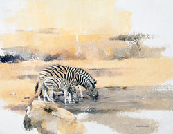 Zebras Drinking - GH014