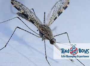 殺蚊|滅蚊|Bad Boys Pest Control滅蚊公司02.jpg