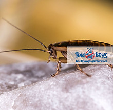 蜜蜂｜蜂巢｜Bad Boys Pest Control蜂巢移除06.jpg