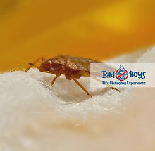 滅蟻方法｜如何滅螞蟻｜Bad Boys Pest Control滅螞蟻公司07.jpg