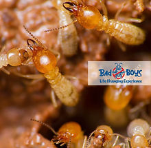 商場滅蟲|商店滅蟲|Bad Boys Pest Control零售商場滅蟲04.jpg