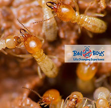 餐廳滅蟲 |餐廳滅鼠|Bad Boys Pest Control食肆滅蟲05.jpg