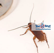 滅鼠|除鼠|Bad Boys Pest Control滅老鼠公司07.jpg