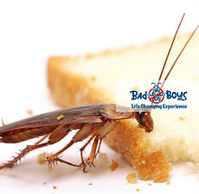 學校滅蚊防蚊|校園滅蟲|Bad Boys Pest Control蟲害防治05.jpg