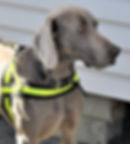 Teal the drug detection dog.