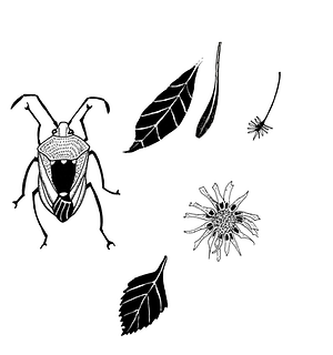 bug retro - motivi (scuriti).tif