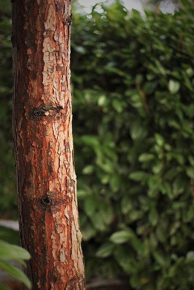 the red brown bark of an evergreen tree trunk contrasts with the dark green foliage in the background