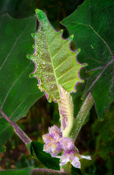 Photo of a new leaf covered in sparkling rain droplets found in the rainforest of Costa Rica. Travel Photography, Central America