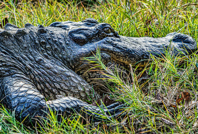 Photograph of an alligator in the grass in Brazos Bend State Park,  Texas, travel, photo