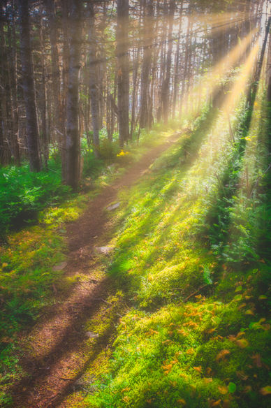 Photograph of sunbeams breaking through trees along the East Coast Trail near Torbay, Newfoundland, Canada, Travel Photography, Photo, Photograph,