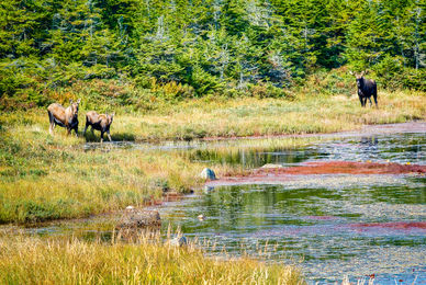 Photograph of of Moose family by a pond Newfoundland, Canada, Travel Photography, Photo, Photograph,