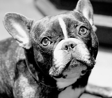 Dr. Ryan's French bulldog