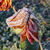 Maintain your Landscaping This Winter