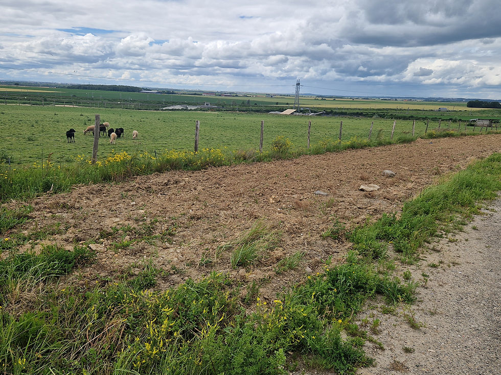 Prairie réaménagée au Val'Pôle Claye-Souilly