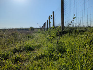 Plantation d'arbustes pour réhabiliter le bassin au Val'Pôle Plessis-Gassot