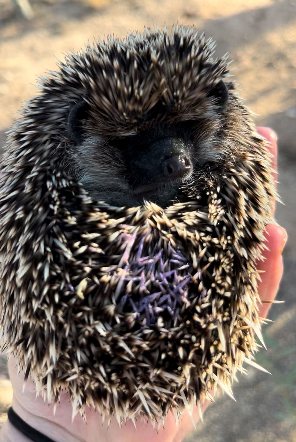 Thumbnail: Lavender Dot Girl - Adoption $400