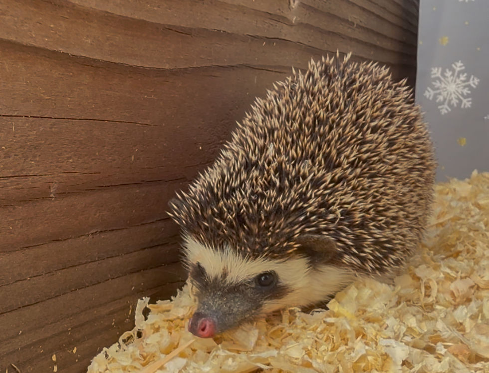 Thumbnail: Royal Green and Brown Dot boy - Adoption is $350