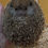 Thumbnail:  “Miss Penelope ”- Adoption is $250