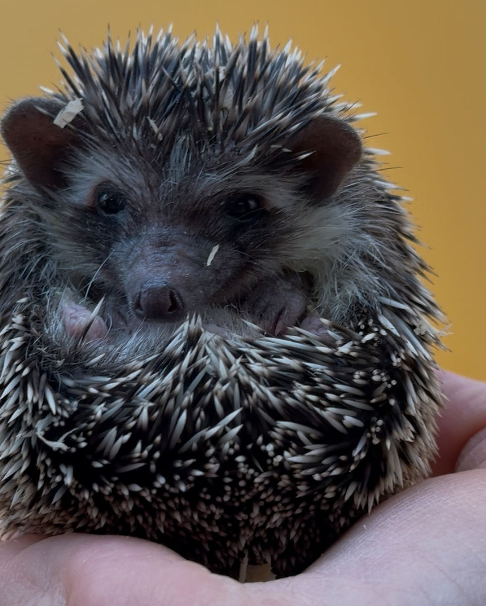 Thumbnail: Royal Green / Lime Green boy - Adoption is $400 