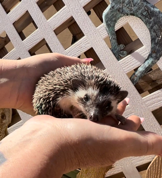 Thumbnail: Pink and Green Dot Girl -Algerian Back-adoption $400