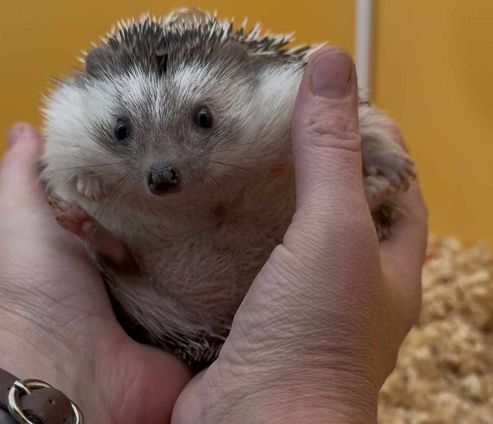 Thumbnail: “Sr.Elvin”- Adoption is $200