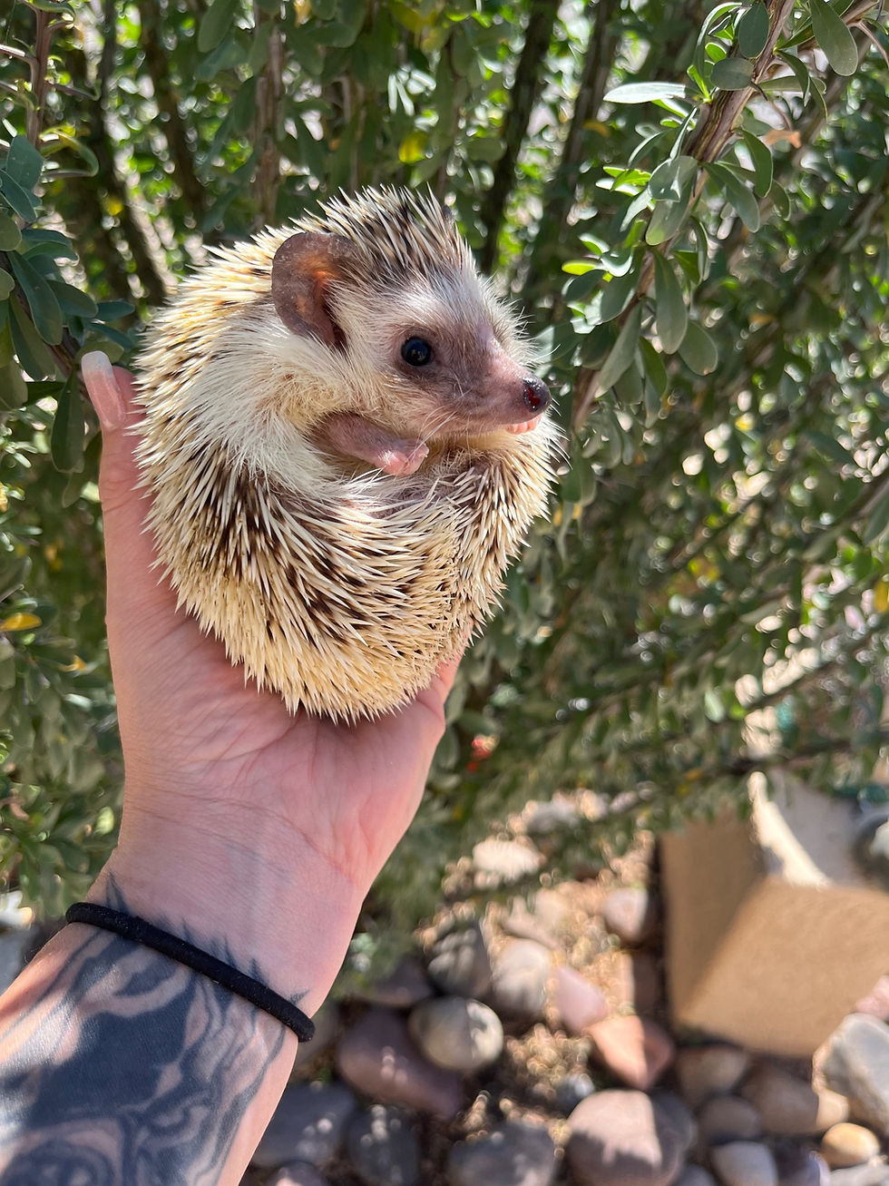 Thumbnail: “Mr. Sonic”- Adoption is $150