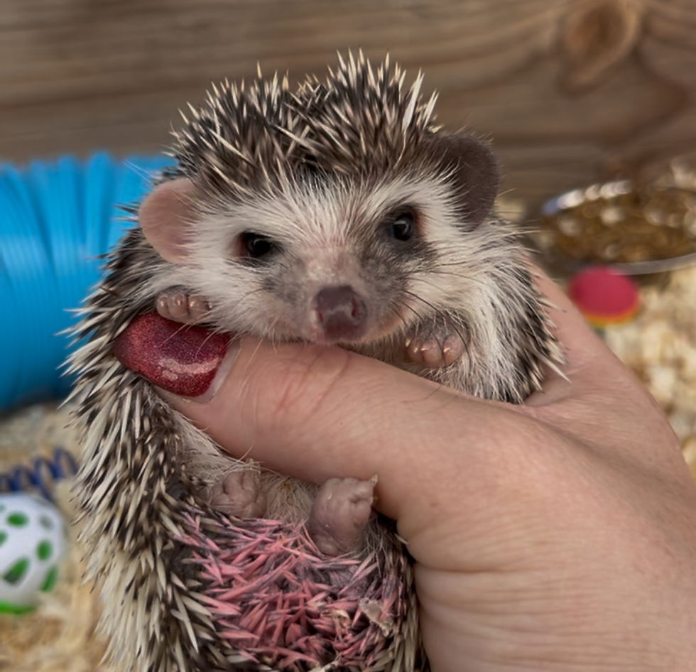 Thumbnail: Baby Bubblegum pink Dot Girl - Adoption is $400
