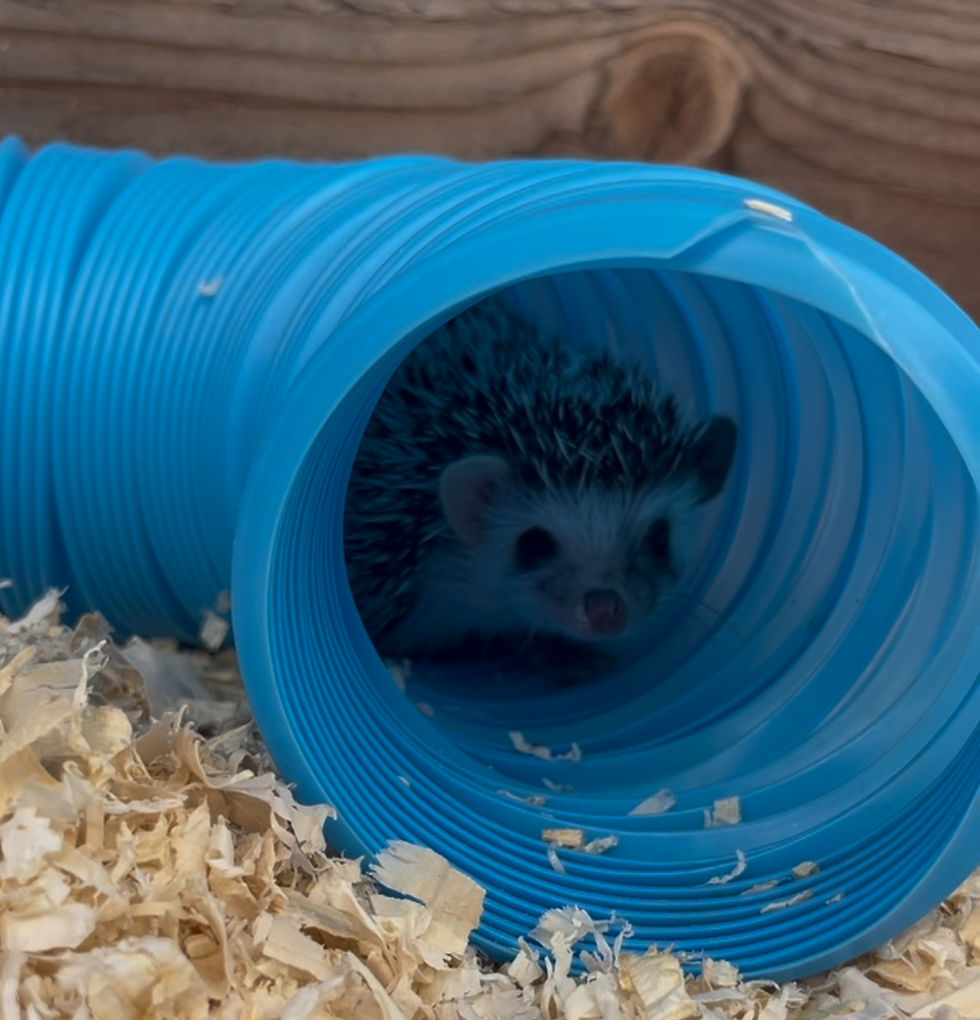 Thumbnail: Baby Bubblegum pink Dot Girl - Adoption is $400