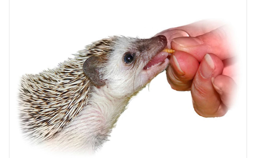 Thumbnail: Hedgehog Live Bug Combo Pack 