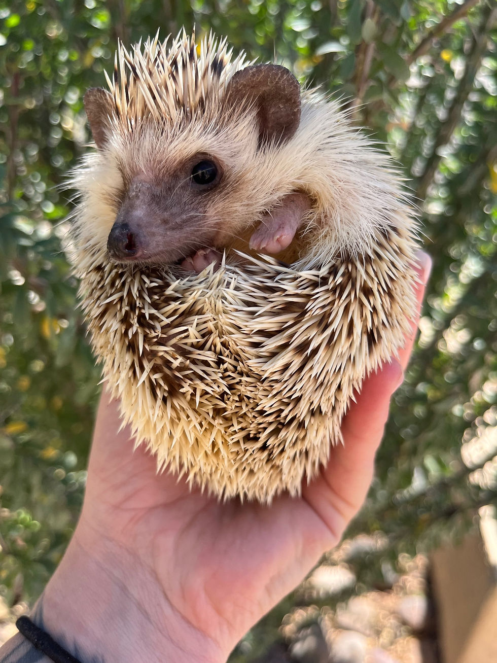 Thumbnail: “Mr. Sonic”- Adoption is $150