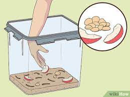 Thumbnail: LIVE Superworms Refill 