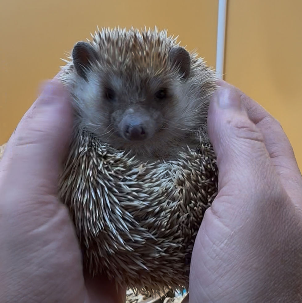 Thumbnail:   “Miss Jells ”- Adoption is $250