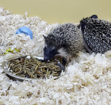 Thumbnail: - Tucson Hedgehogs Insectivore Grub - 3 Pack - “Custom” - 