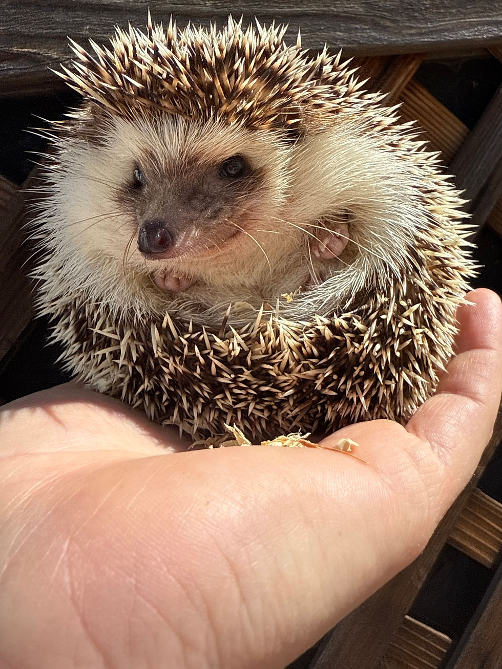 Thumbnail: Pink/Bronze Dot Girl - Adoption is $300