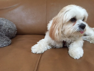 Poppy (aka Riley)