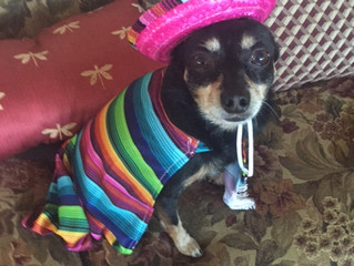 Ahh, Chihuahua!