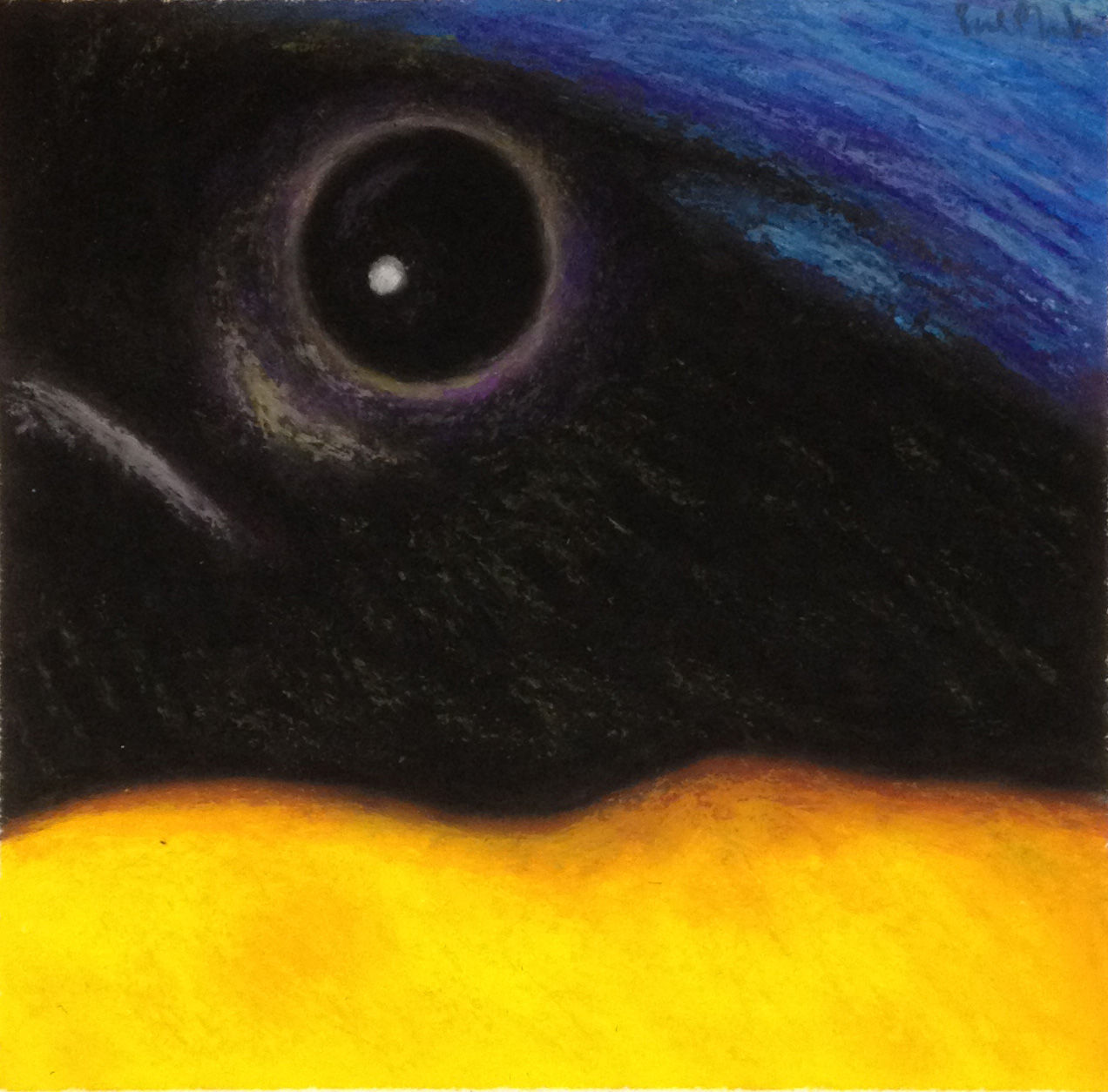 Rufous-bellied Niltava