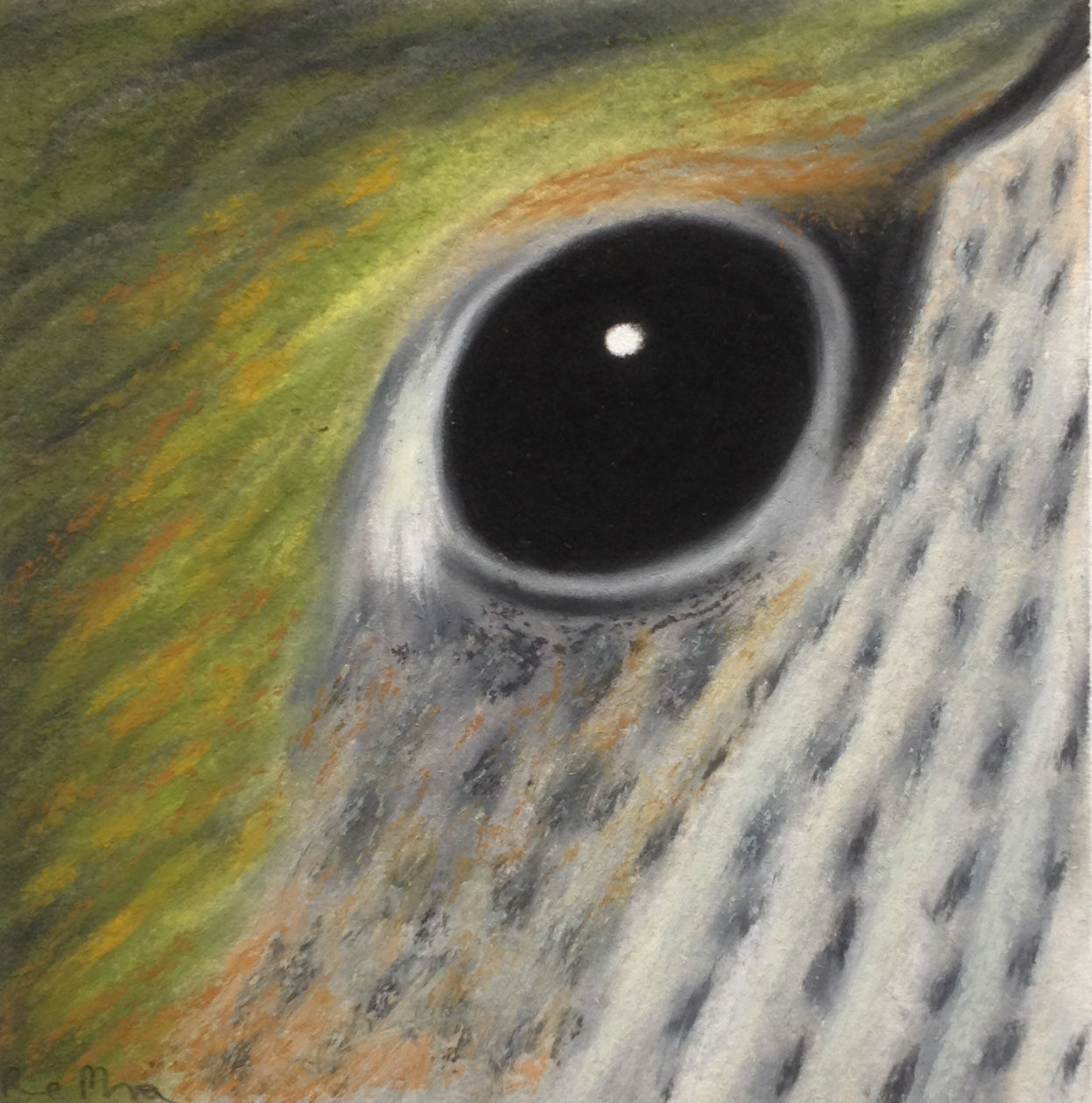 Broad-billed Hummingbird (female)