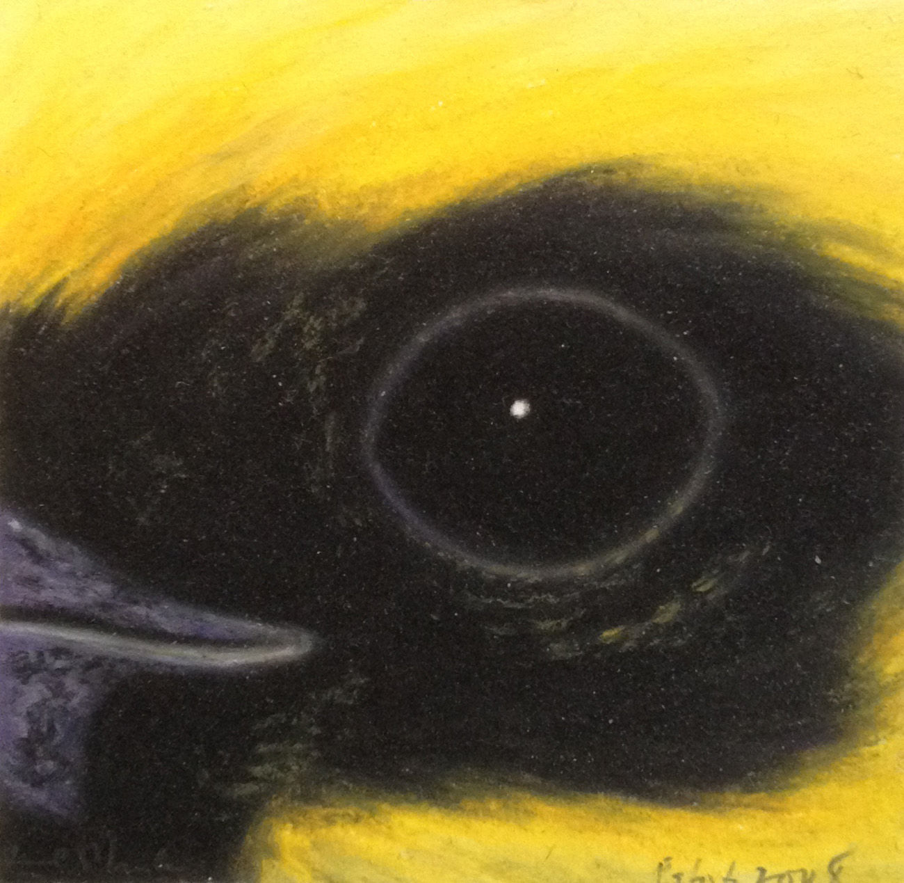 Yellow-headed Blackbird