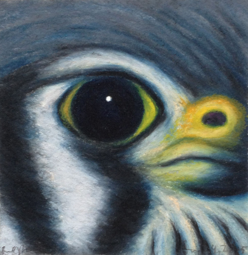 American Kestrel