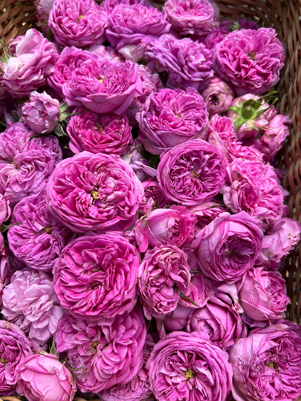 Thumbnail: Rose Hydrosol