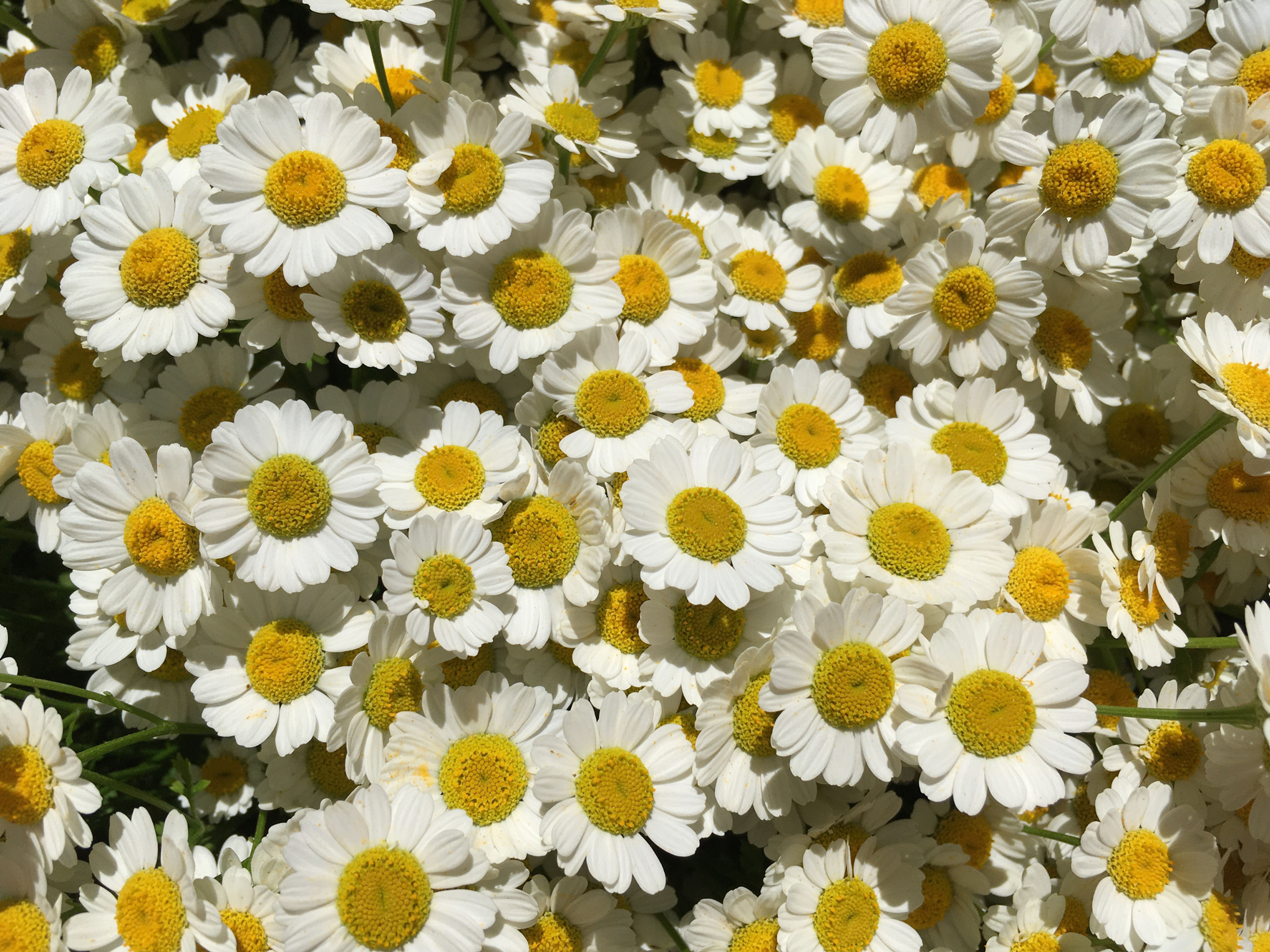 2 oz. Custom Tincture Formula