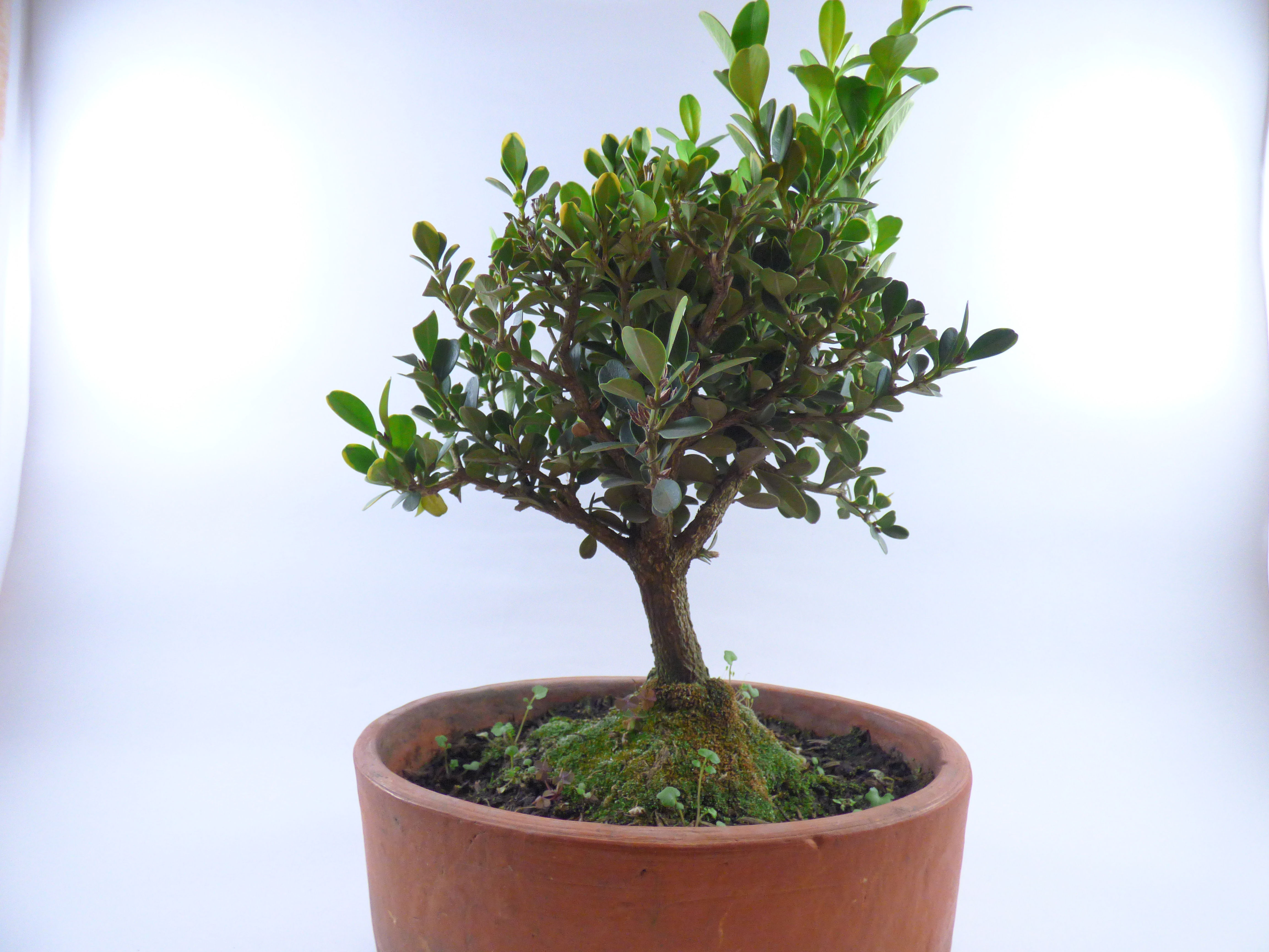 Bonsai Buxus