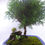 Miniatura: Bonsai Pino Ovejo